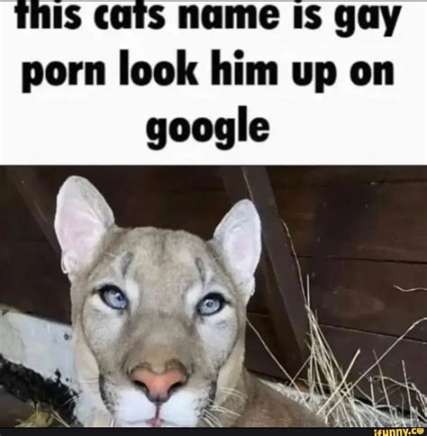 gay cat porn